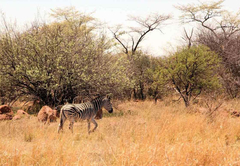 De Kleine Serengeti