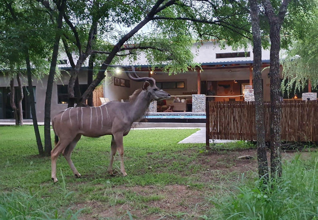 Dream of Africa Bush Lodge in Marloth Park, Mpumalanga