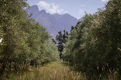 Duikersdrift Winelands Country Escape