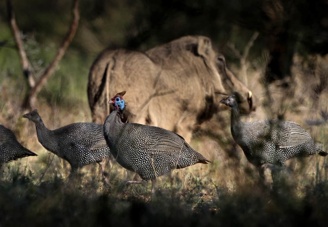 Eden Safari Country House