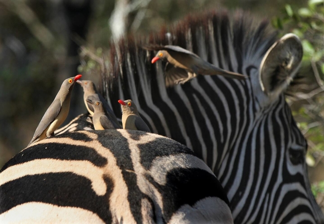 Eden Safari Country House