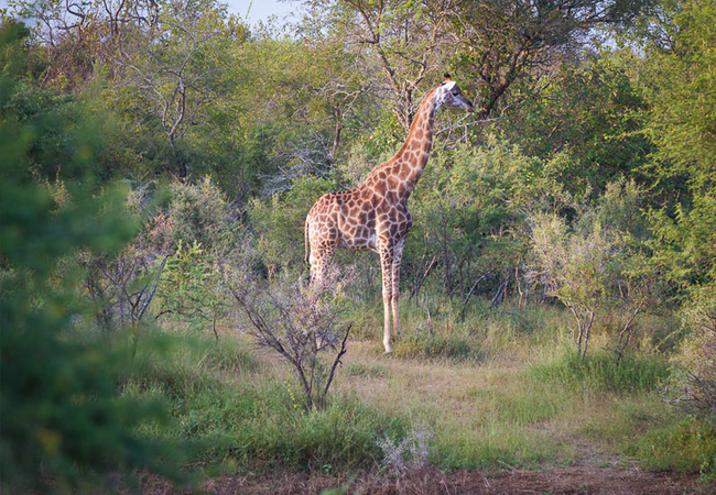 Eden Safari Country House