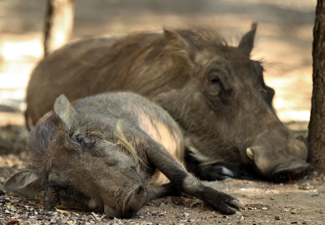 Eden Safari Country House