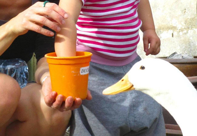 Feeding ducks