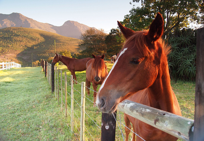 Horses