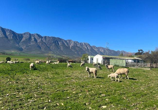  Eikelaan Farm Cottages
