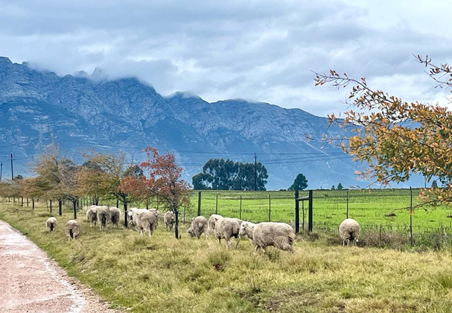  Eikelaan Farm Cottages