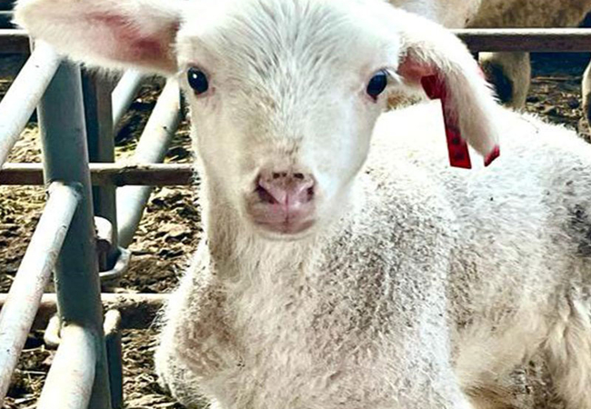  Eikelaan Farm Cottages