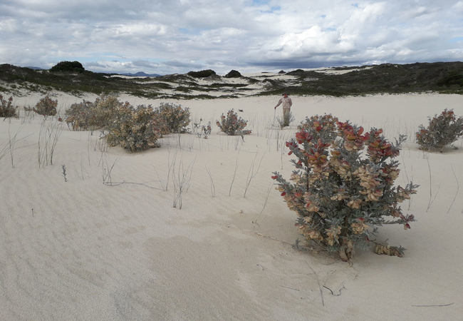 Dune hike