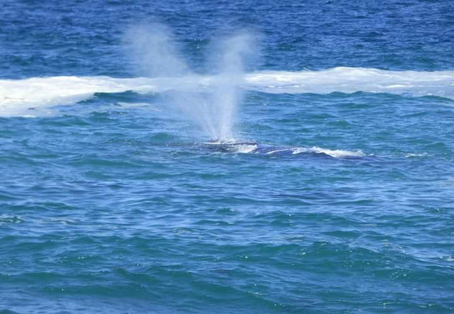 Whale cruise