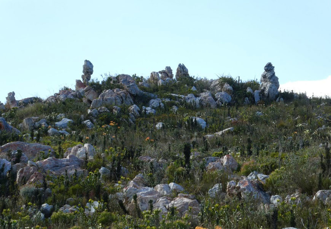 Fynbos hike