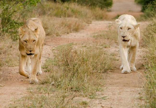 Elandela Lake View Lodge