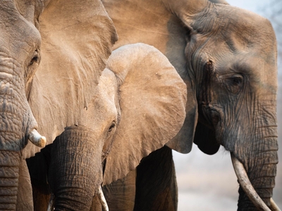 Elephant Plains Game Lodge