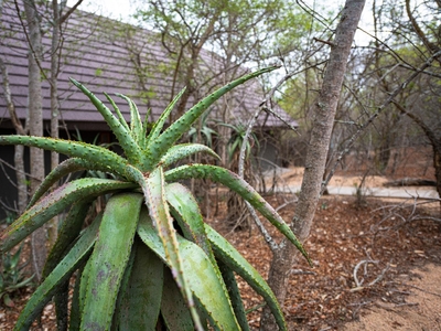 Elephant Plains Game Lodge