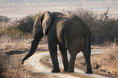 Elephant Rock Private Safari Lodge