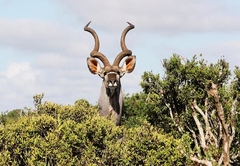 Elephants Lodge