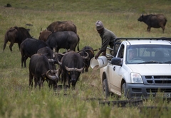 Elephants Lodge