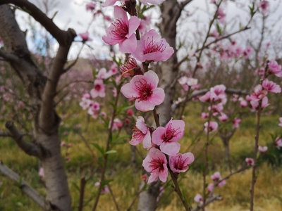 Exclusive Use Holiday Cottage