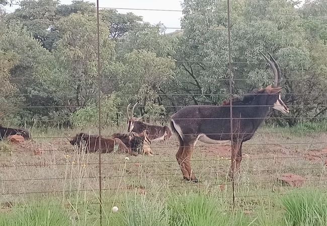 Spot game on game farms