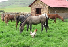 Fairbairn Guest Farm