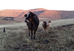 Fairbairn Guest Farm