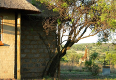 Five Pebbles on Piece of Africa