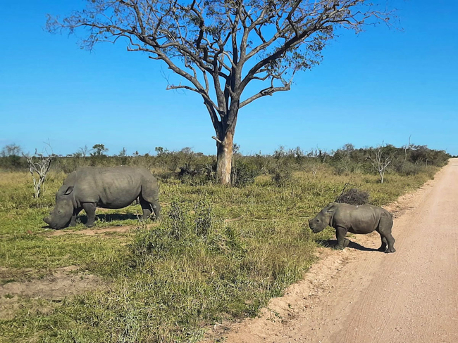 Foxy Crocodile Bush Retreat