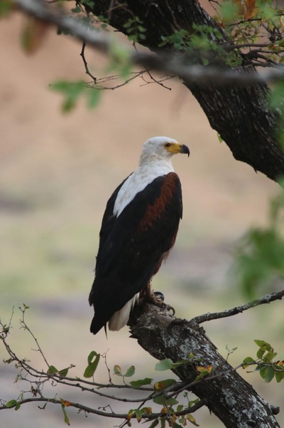 Kruger Safari Sightings