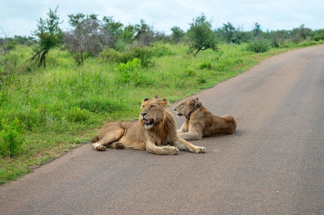 Kruger Safari Sightings