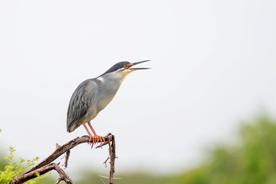 Kruger Safari Sightings