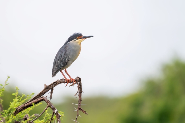 Kruger Safari Sightings