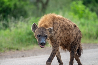 Kruger Safari Sightings