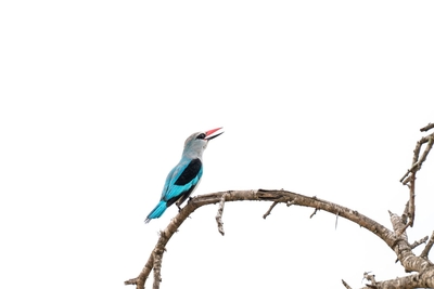 Kruger Safari Sightings