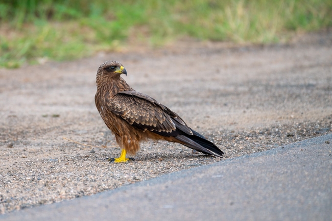 Kruger Safari Sightings