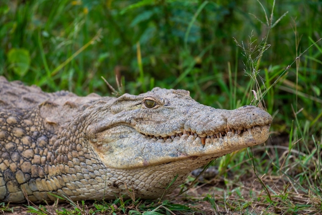 Kruger Safari Sightings
