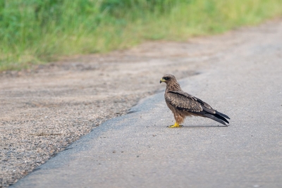 Kruger Safari Sightings
