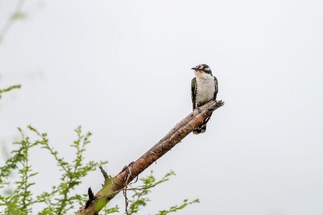 Kruger Safari Sightings
