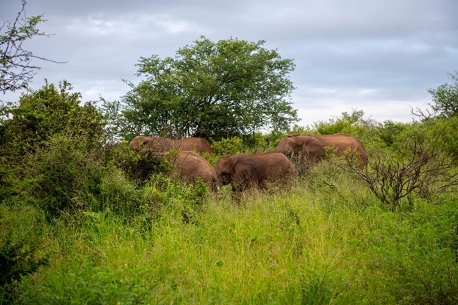 Kruger Safari Sightings