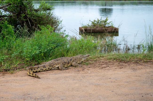 Kruger Safari Sightings