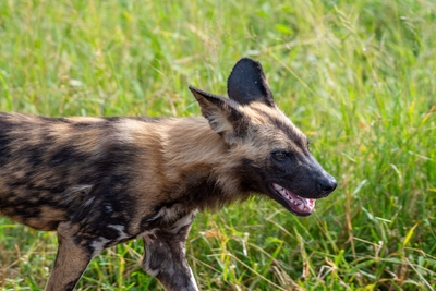 Kruger Safari Sightings