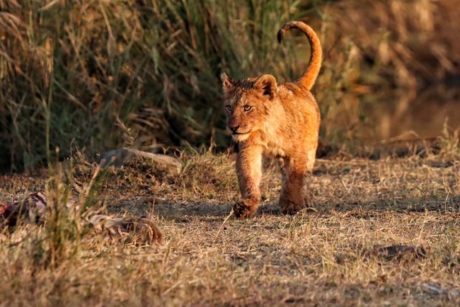 Foxy Crocodile Bush Lodge & Kruger Safaris