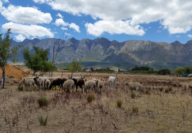 Fynbos Guest Farm