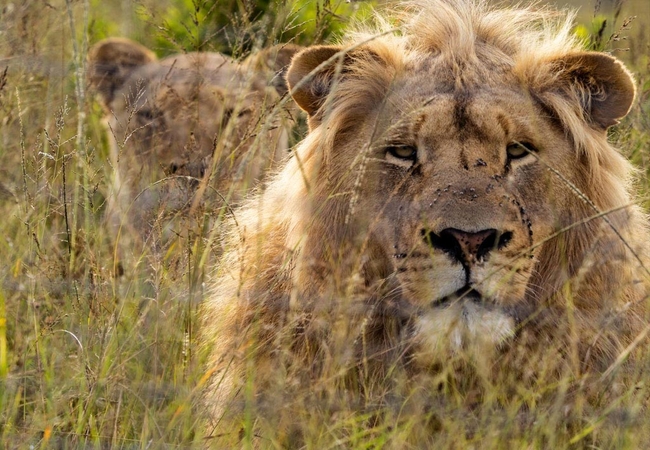 Garden Route Safari Camp