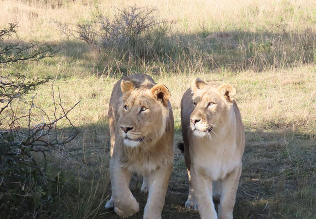 Garden Route Safari Camp