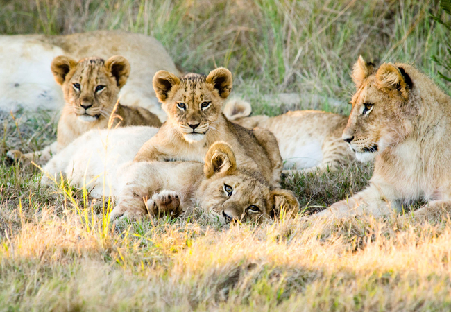 Gondwana Lion Pride