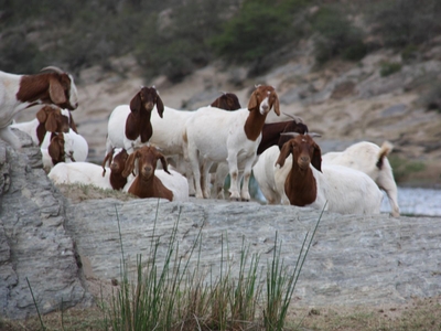 Gourits River Guest Farm