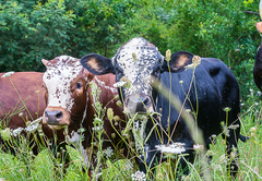 Nguni Cows at Gowan Valley Guest Farm