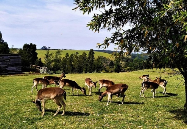 Green Hills Forest Lodge