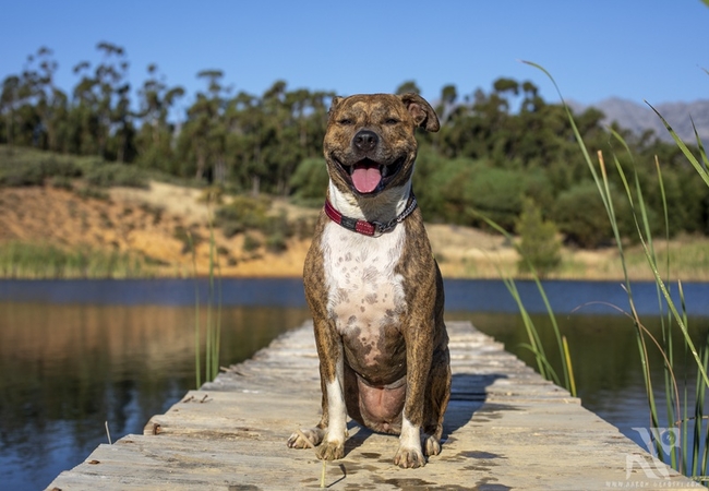 Guinevere Guest Farm