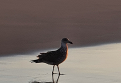 Gull's Stilbaai